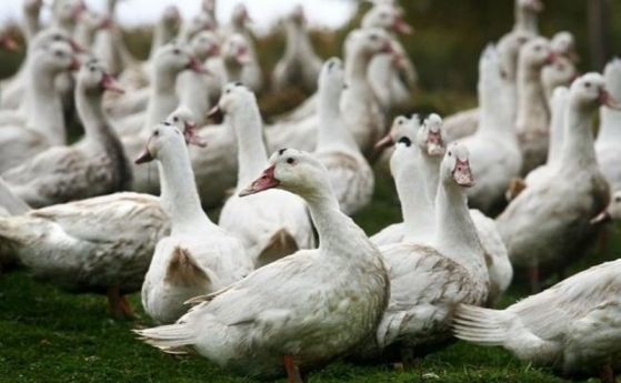 Умъртвяват 6 хил. патици във фермата край Раковски заради птичи грип