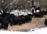 Източнобалканската свиня почти изчезна заради африканската чума