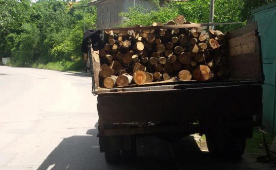 Четири месеца затвор за незаконно извозване на дървесина
