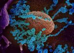 Коронавирусът няма да е опасен, когато 70% от хората имат имунитет