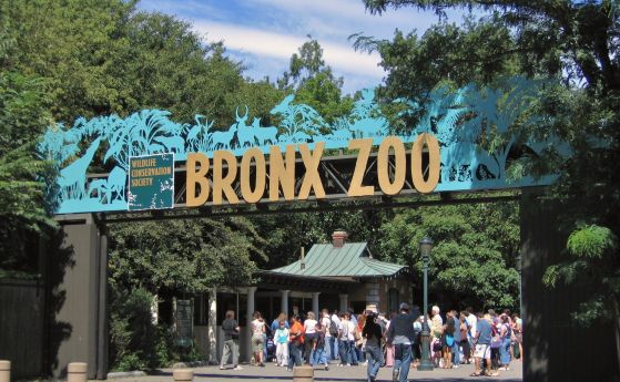 7 лъвове и тигри се заразиха с коронавируса в зоопарка в Бронкс