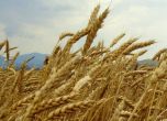 Зърнените култури в Добруджа са в критично състояние заради сушата