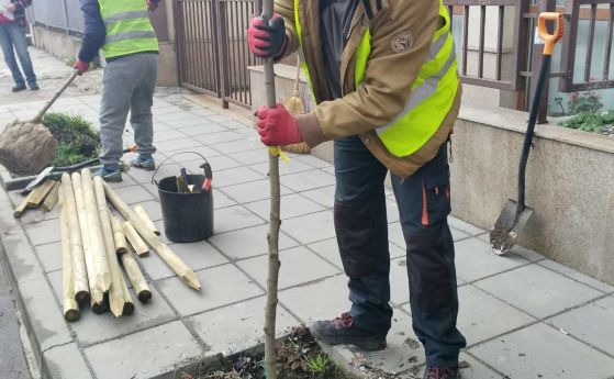 Засадиха 329 фиданки по улици в София