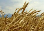 Реколтата от пшеница в Добричко е спасена, паднаха 35 литра на кв. м