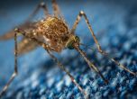 Откриха микроб, който блокира маларията