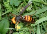 В САЩ се появи и стършел убиец - мори пчелите, застрашава живота на хората