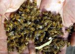 Пчелари искат да се отнемат субсидии на земеделци заради непозволени пестициди