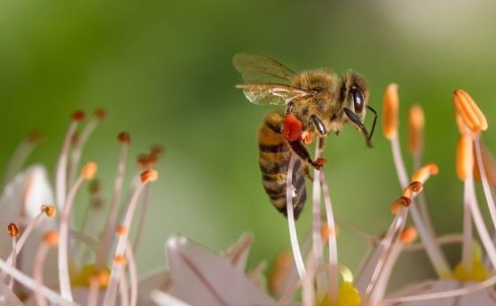 БАБХ: Масовият мор на пчели в Плевенско не е заради продукт за растителна защита