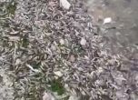 Рибата във Варненското езеро измира, изваждат авариралата фекална тръба