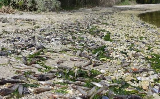 Амониев азот, а не канализизационната тръба, е убил рибата във Варненското езеро