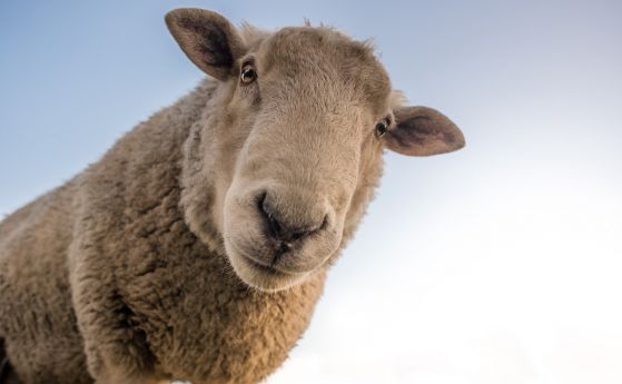 Сингапурският министър на търговията заяви, че памукът се добива от овце