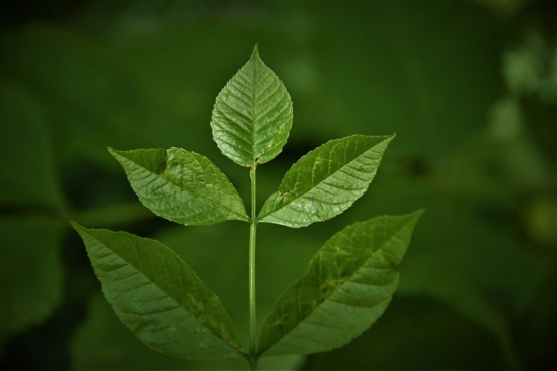 Облачно и с валежи. Температурите - до 29 градуса