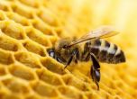 ВАП нареди проверка по сигнал за изтребване на пчелите