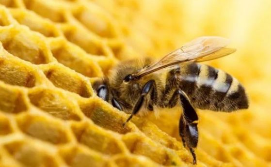 ВАП нареди проверка по сигнал за изтребване на пчелите