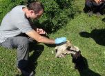Семейство египетски лешояди е намерено мъртво в Родопите (снимки)