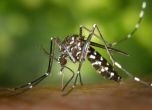 Комарите не предават коронавируса, установиха учени