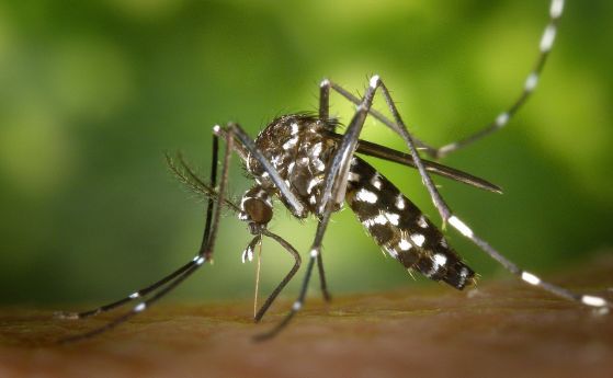 Комарите не предават коронавируса, установиха учени
