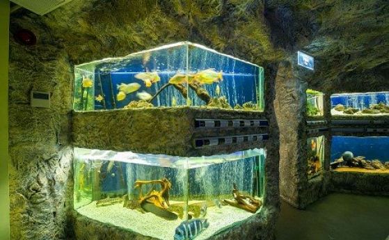 Правят гигантски аквариуми за акули в природонаучния музей в Пловдив