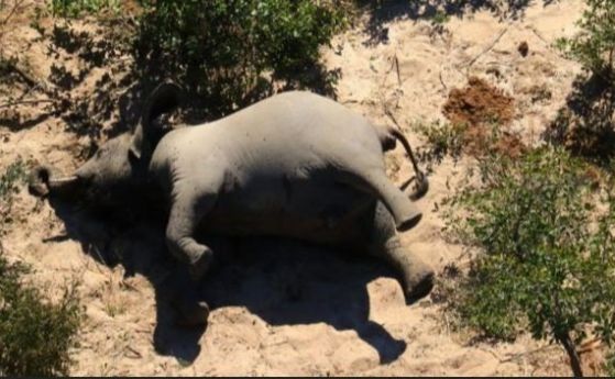 Мистериозната смърт на стотици слонове в Ботсвана
