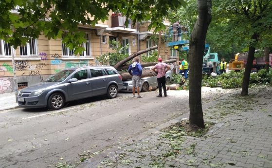 Паднало дърво затисна коли на улица Хан Крум в София (галерия)