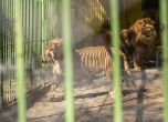 Новородените лъвчета в Благоевград може да бъдат оставени да бъдат изядени от бащата (снимки)