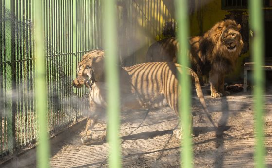 Новородените лъвчета в Благоевград може да бъдат оставени да бъдат изядени от бащата (снимки)