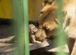 Ветеринари от София ще се грижат за лъвчетата от благоевградския зоопарк