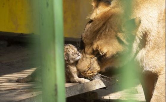 Ветеринари от София ще се грижат за лъвчетата от благоевградския зоопарк