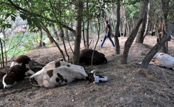 29 крави са умрели, малко след като са пили вода от канал на Марица до Димитровград