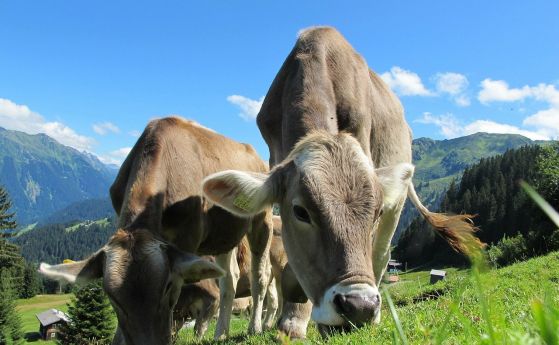 Нитратни и амониеви йони са отровили кравите край Димитровград