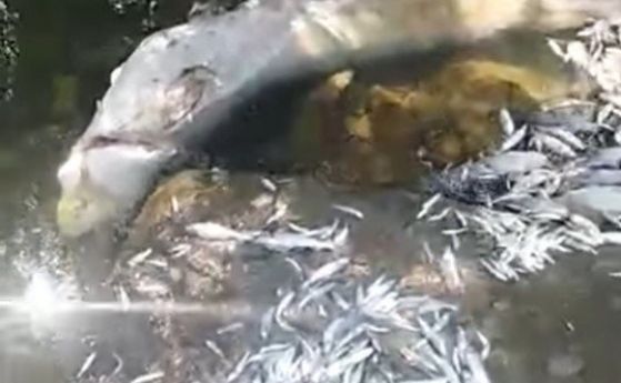 Прокуратурата в Ловеч разследва случай със замърсяване на река Осъм и мъртва риба (видео)