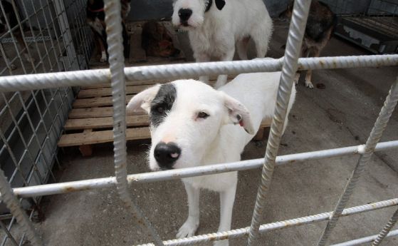 637 кучета са осиновени от началото на годината в София