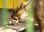 Варненският зоопарк спасява нежеланите благоевградски лъвчета