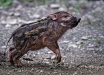 Три случая на чума по свинете са открити в Елхово
