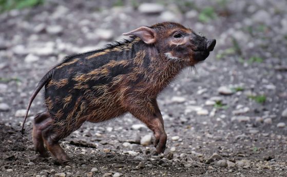 Три случая на чума по свинете са открити в Елхово