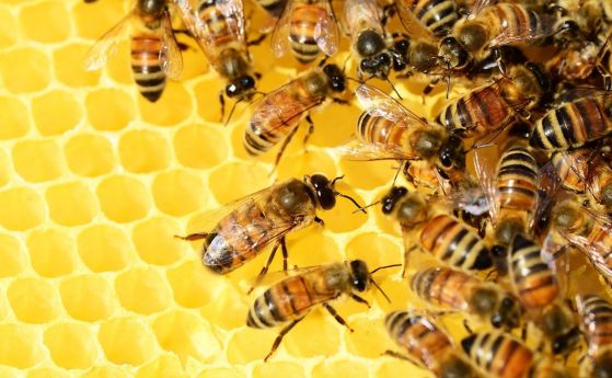 Отрова от медоносни пчели убива клетките на рака на гърдата