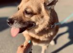 22 кучета от приюта на Екоравновесие заминаха за новите си домове в Германия