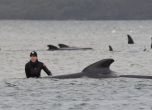 90 кита умряха заседнали в плитчини край остров Тасмания
