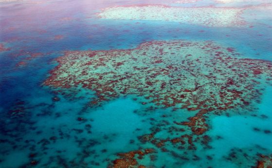 Големият бариерен риф е загубил половината от коралите си за 25 години