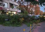 Огромно дърво се стовари върху автомобили на метри от училище във Варна