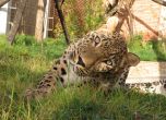 В зоопарка в София: След три години чакане Дан посреща Азара
