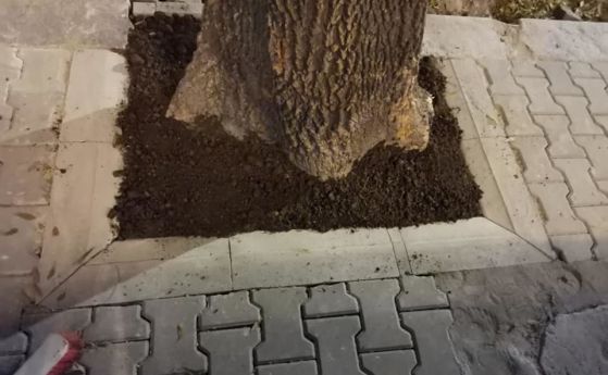 Спаси София срещу Трайчо Трайков за бетонирани дървета: Строителната фирма го прави на луд