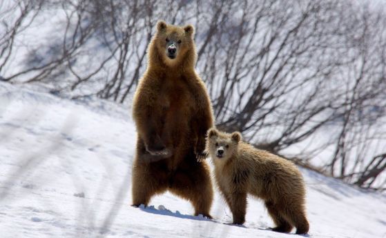 В Русия наистина има място, където мечките ходят по улиците