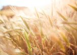 Срив в зърнопроизводството през 2020 г.: сушата ''изяла'' 21.2% от пшеницата ни