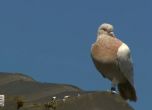 Австралийските власти ще убият гълъб, долетял нелегално от САЩ
