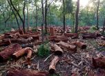 Зелени закони: Скандален законопроект на ВМРО дава възможност 3,7 млн. декара гори да бъдат изсечени