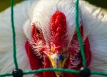Русия съобщи за първи случаи на зараза на хора с птичи грип