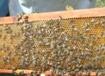 Пчеларите се вдигат на протест, искат компенсации от държавата