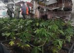 Откриха оранжерия и 12 кг марихуана в къща за гости в Тетевенско