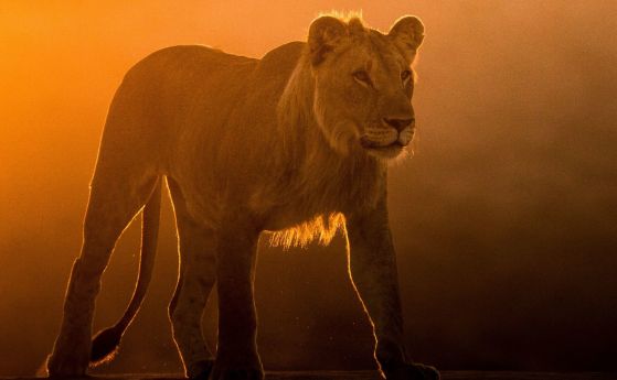 ''Изчезващите крале – лъвовете на Намиб'' по VIASAT NATURE